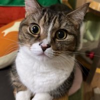 手をそろえて目をキラキラさせているマンチカン