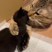 ぺろぺろ