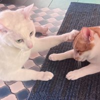 茶白猫の頭に前足を乗せる白猫