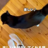 飼い主の足元にやってくる猫