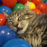 口をあけて寝ている子猫