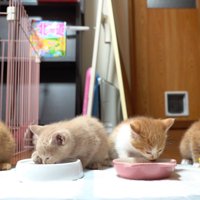 並んでごはんを食べる子猫たち