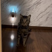 カメラ目線の猫