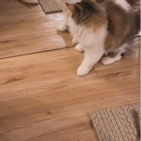 鏡を見ている子猫