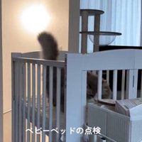 ベビーベッドの上に乗っている猫