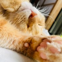 猫の寝顔