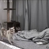 飼い主がくつろぐベッドの上を駆ける猫