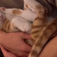 抱っこされる猫