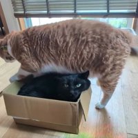 箱に入っている黒猫