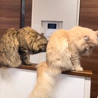 毛づくろいする猫たち