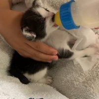 ミルクを飲む黒白模様の子猫