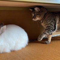 ウサギの後ろに立つ猫
