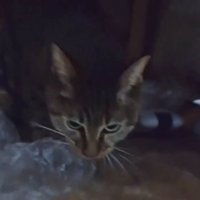 「ダイジ」と一緒のランちゃん