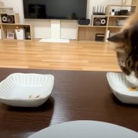 テーブルの上のお皿からサンマを食べる猫