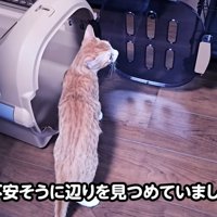 ケージから出て不安そうな猫