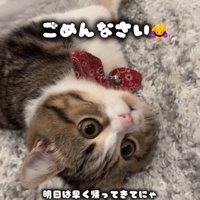 寝そべる猫