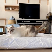 耳を後ろに倒している猫