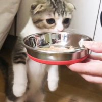 においを嗅ぐ猫