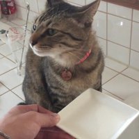 キジトラ猫が水を飲み終わり顔を上げたところ