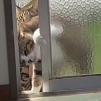 猫のアップ