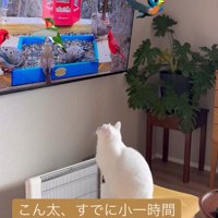 テレビを見る猫