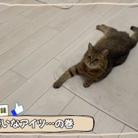 丸顔のみにら君2