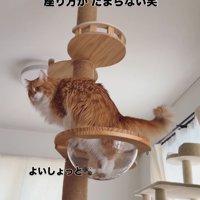 キャットタワーに登る猫3
