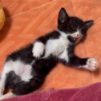 寝言を言うあいかなちゃん