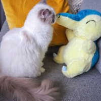 ぬいぐるみと猫