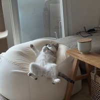豪快に眠る猫