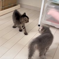 後ろを見つめる子猫