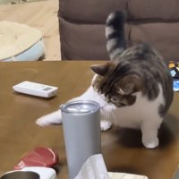 また猫パンチをするねこ