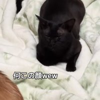 目を瞑っている猫と見切れている犬のお尻
