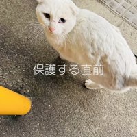 保護する直前の怯えた表情の白猫