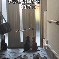 玄関で待っている猫達