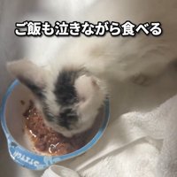 ごはんを食べる子猫