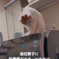 洗濯機の上で前屈みの猫