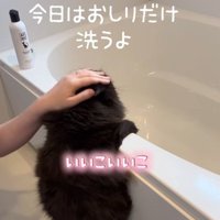 おふろでつかまり立ちをして洗われている黒猫