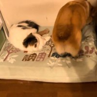 足場を固める犬