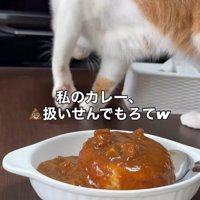 飼い主のカレーに砂をかけるフリをする猫