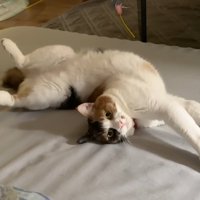 ベッドの上で手を前に伸ばしてひっくり返る猫