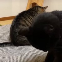 お尻歩きする猫