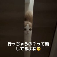 寂しがる猫