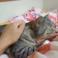 布団に横になっている猫