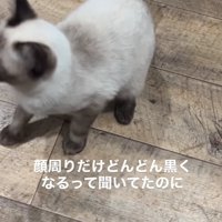 しっぽと足先が黒い猫