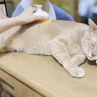 目を瞑った表情