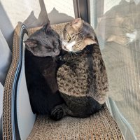 窓辺の爪とぎでくつろぐ2匹の猫