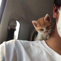 肩にのっている子猫