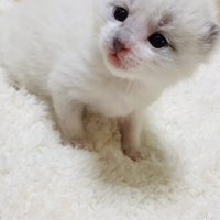 カーペットの上でキョトン顔の子猫