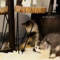 兄ミヌエットに猫パンチをする妹ミヌエット